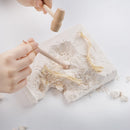 Kit excavare fosile dinozaur - T-Rex