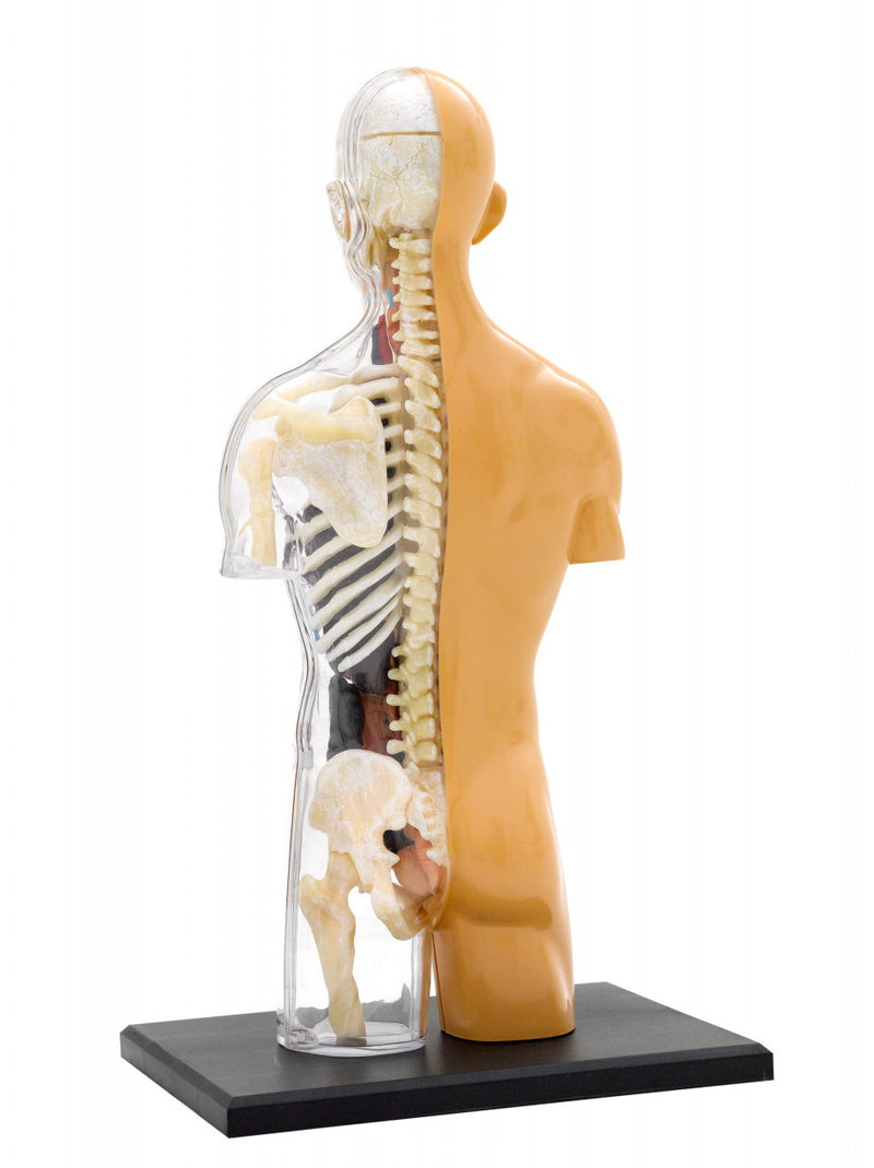 Kit Stem Anatomia Corpului Uman