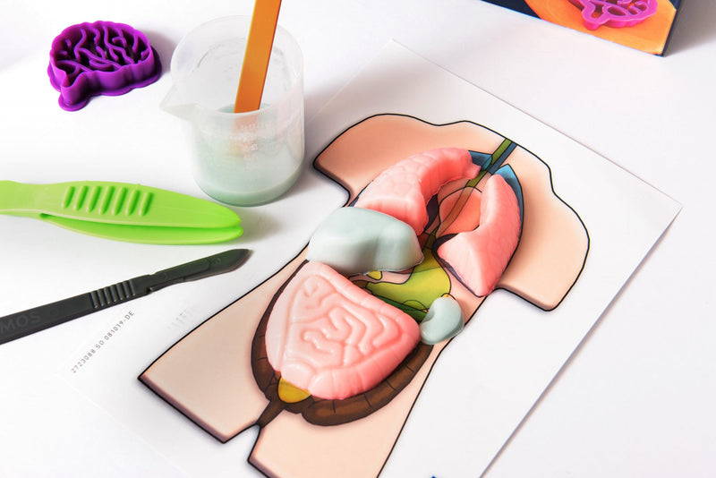 Kit Stem Organele Corpului Uman